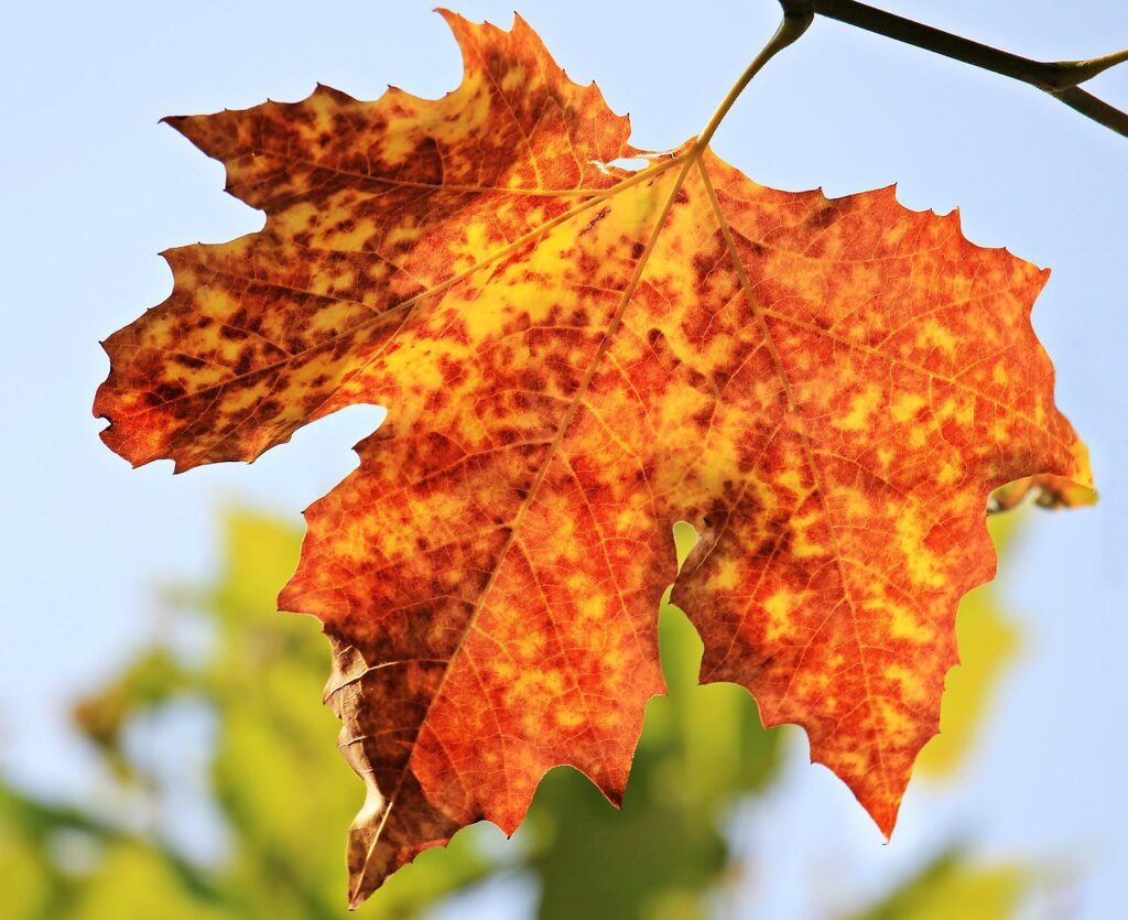 秋キャンプを防寒対策しながら安く楽しむ方法は？