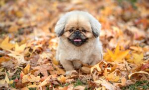 秋キャンプでの防寒方法はどのようにすればいい？