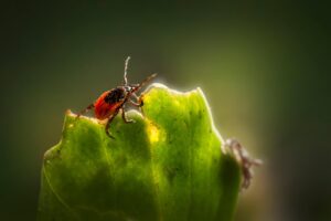 秋キャンプでのマダニ対策に適した服装やスプレーは？