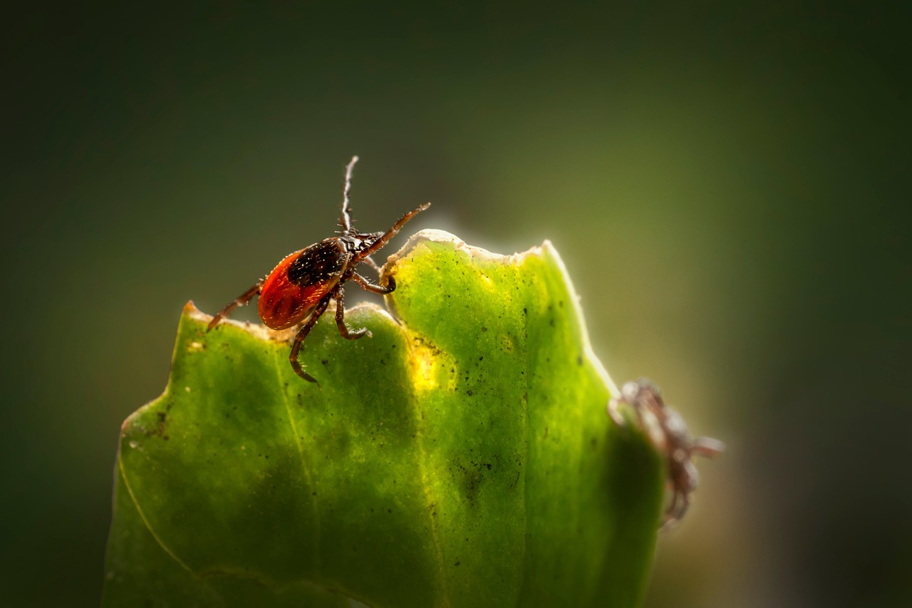 秋キャンプでのマダニ対策に適した服装やスプレーは？