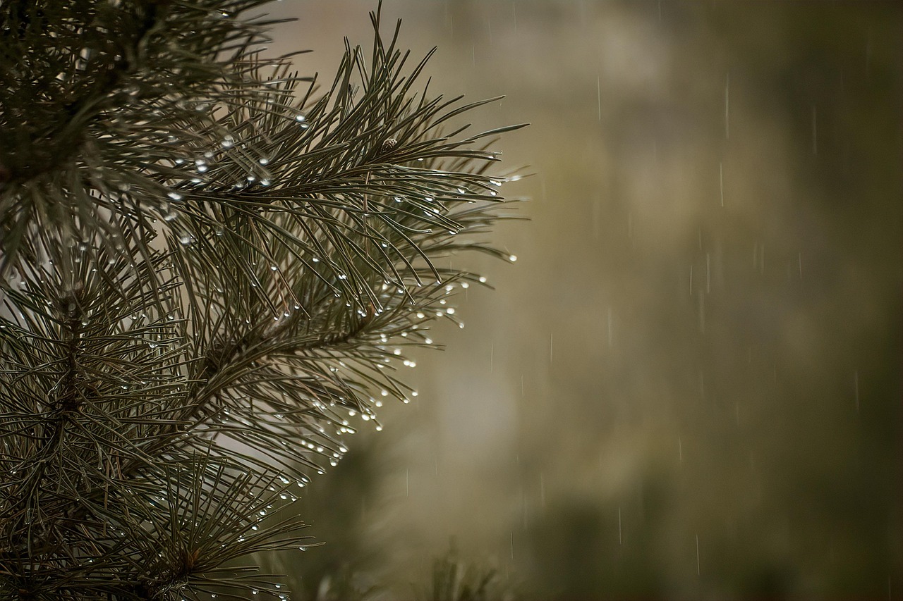 秋キャンプでの雨対策に必要な持ち物リストは？